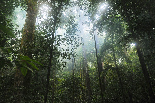 Ochrona przyrody: Dlaczego lasy deszczowe są tak ważne dla naszej planety 
dlaczego ludzie niszą lasy deszczowe, komercyjne pozyskiwanie drewna, wylesianie, ochrona lasów deszczowych, 